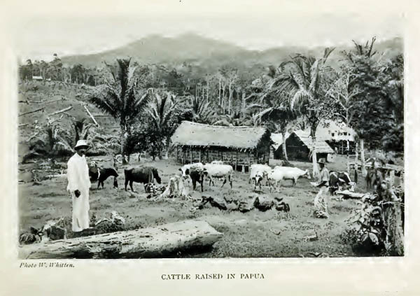 Cattle Raised in Papua