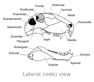 File:Dimetrodon skull lateral.svg
