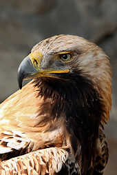 Foto de un águila imperial oriental, una rara avis en Bulgaria
