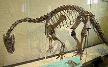 Un squelette monté de Plateosaurus engelhardti dans une vitrine, vu de l'avant gauche. L'animal se tient sur deux jambes, son dos est courbé, ses courbes de cou fortement vers le bas, et la queue traîne, créant un look tombante