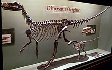 Esqueleto completo de um dinossauro carnívoro cedo, exibido em uma caixa de vidro em um museu